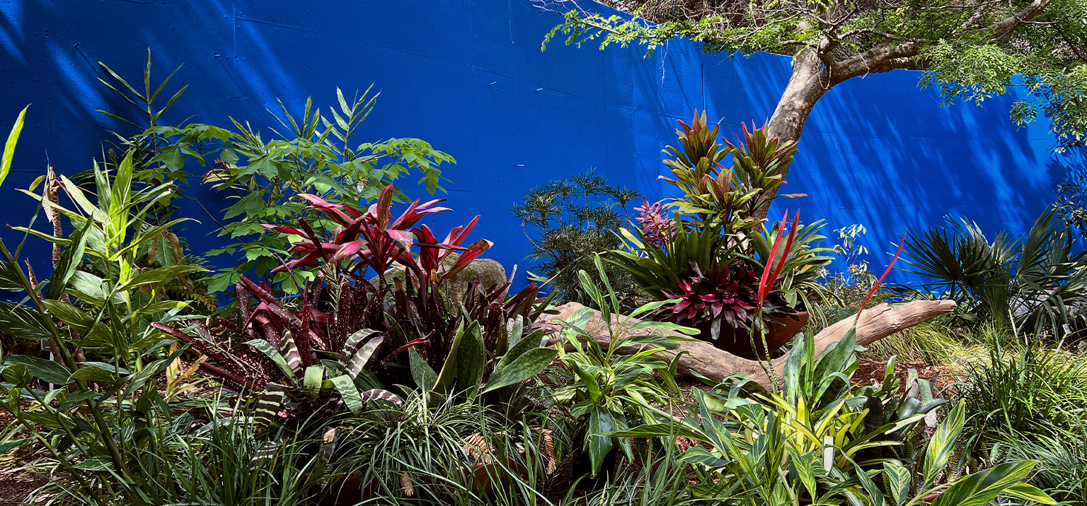 Bog Garden