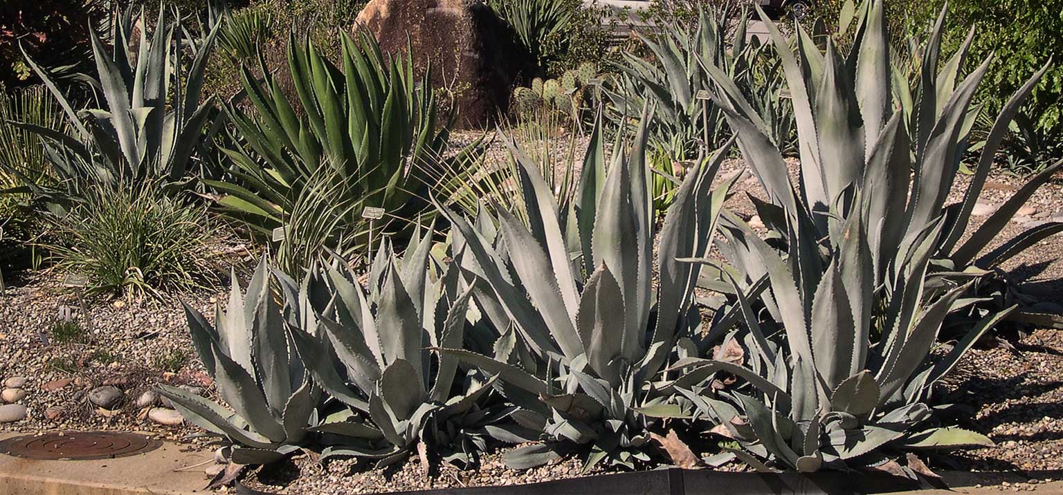 Dry Garden